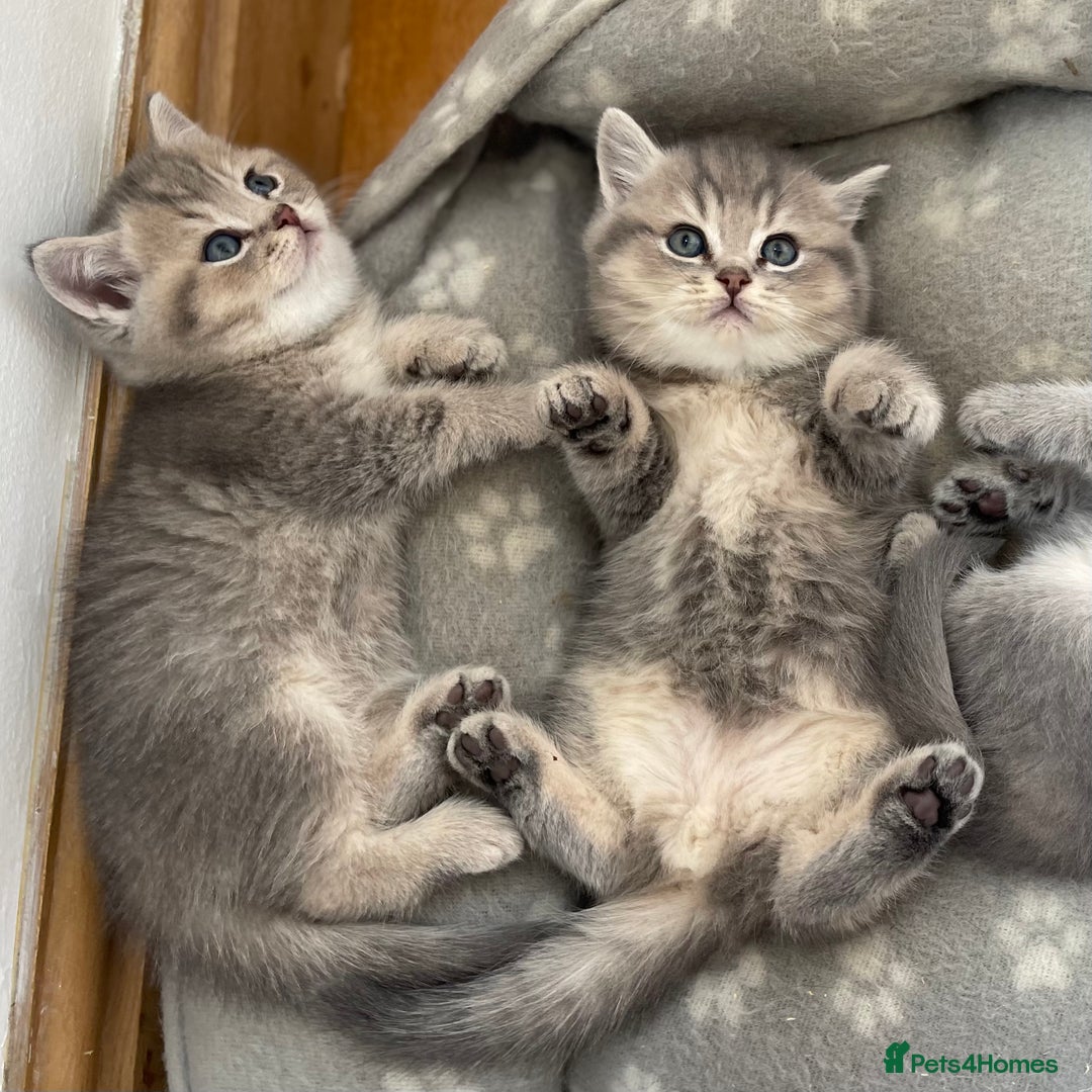 British Shorthair cats for sale: Active Blue Golden Tipped British Shorthair MARCUS - Image 14
