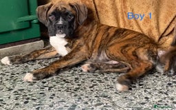 Boxer dogs for sale: KC Registered Boxer puppies  - Image 13