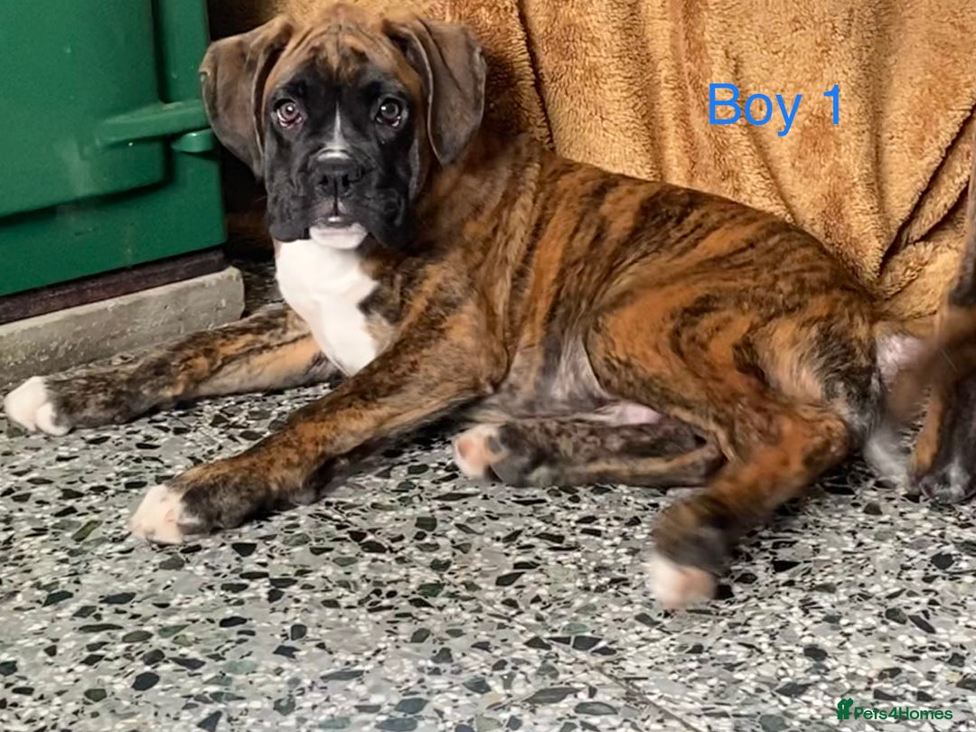 Boxer dogs for sale: KC Registered Boxer puppies  - Image 13