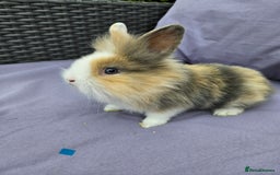 Lionhead rabbits for sale: Lionhead rabbits  - Image 3