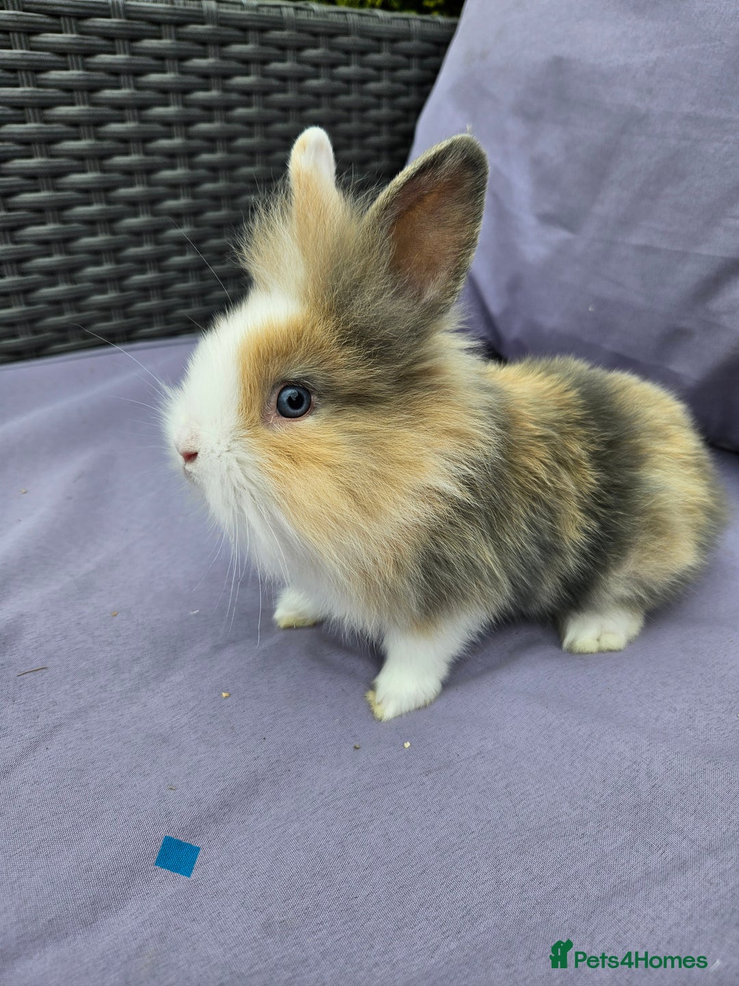 Lionhead rabbits for sale: Lionhead rabbits  - Image 3