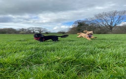 Cockapoo dogs for sale: Mabel – 3-Year-Old Cockapoo  - Image 3