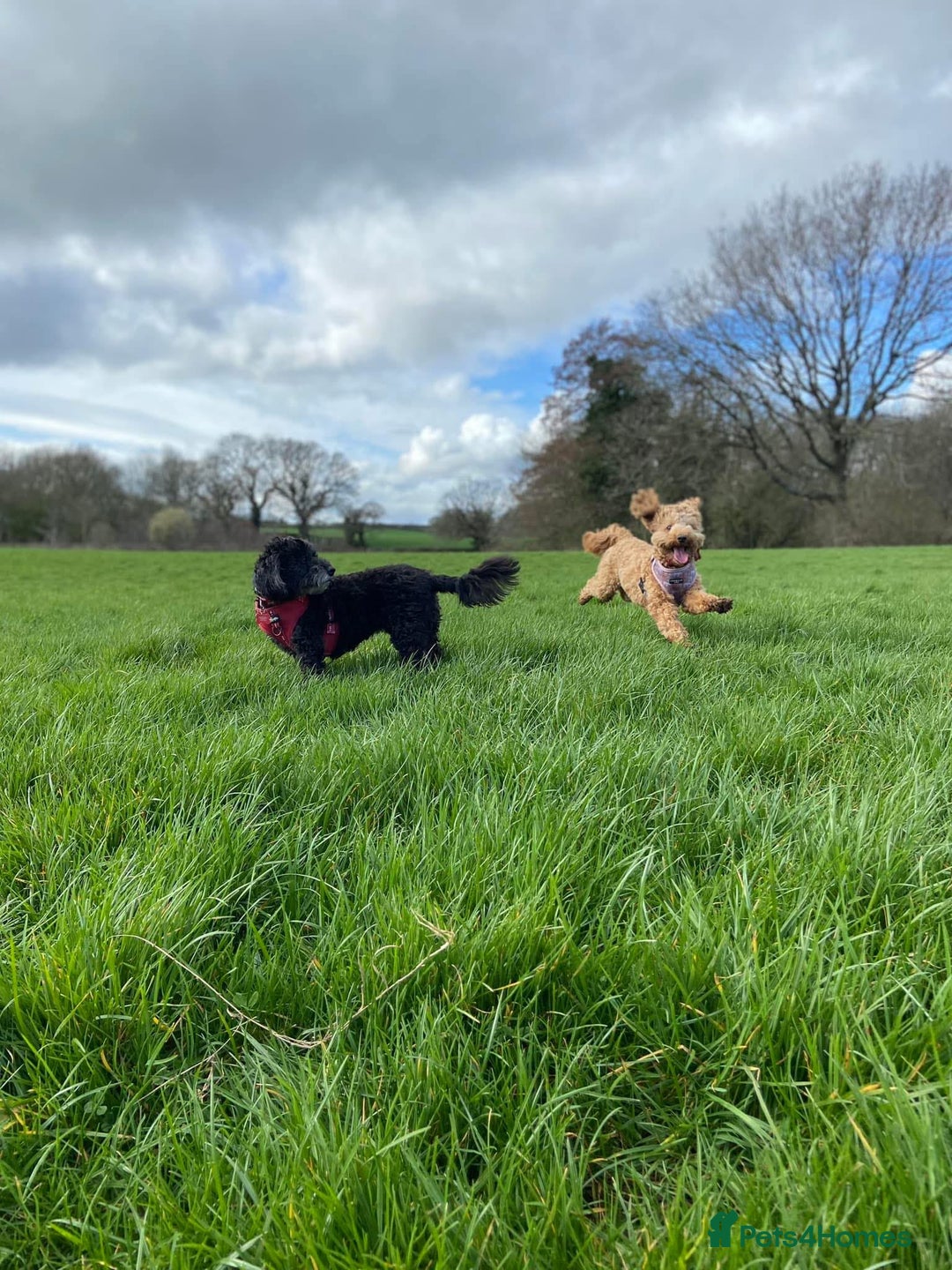 Cockapoo dogs for sale: Mabel – 3-Year-Old Cockapoo  - Image 3