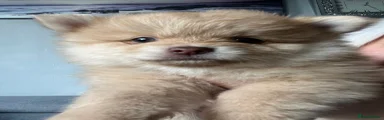 Pomeranian Puppy 1