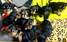 Yorkshire Terrier dogs for sale: Miniature Yorkshire terrier puppies  - Image 6