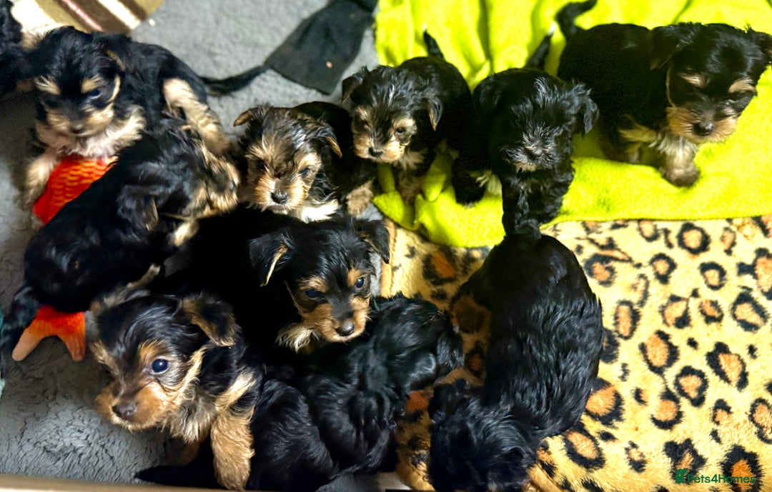 Yorkshire Terrier dogs for sale: Miniature Yorkshire terrier puppies  - Image 6