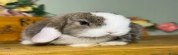 Mini Lop rabbits for sale: Gorgeous, friendly *vaccinated* pure mini lops in Swindon - Advert 5