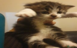 Mixed Breed cats for sale: Beautiful 3 kittens,born 20th August - Image 6