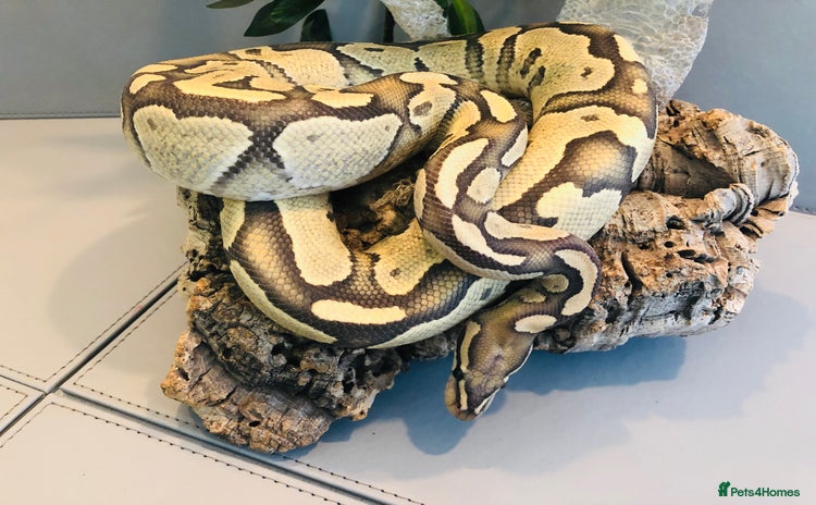 Python Snake reptiles - Advert 4