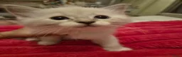 Ragdoll cats for sale: 6x purebred blue, lilac and lynx ragdoll kittens - Advert 15