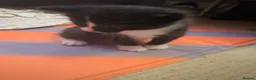 Mixed Breed cats for sale: My cat gave birth to cute 4 kittens  - Advert 3