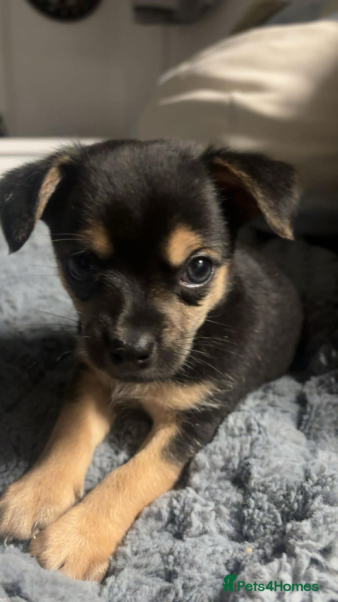 Chihuahua dogs Chihuahua  - Advert 8