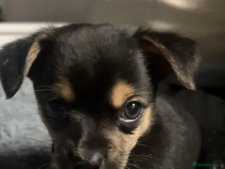 Chihuahua dogs Chihuahua - Advert 8