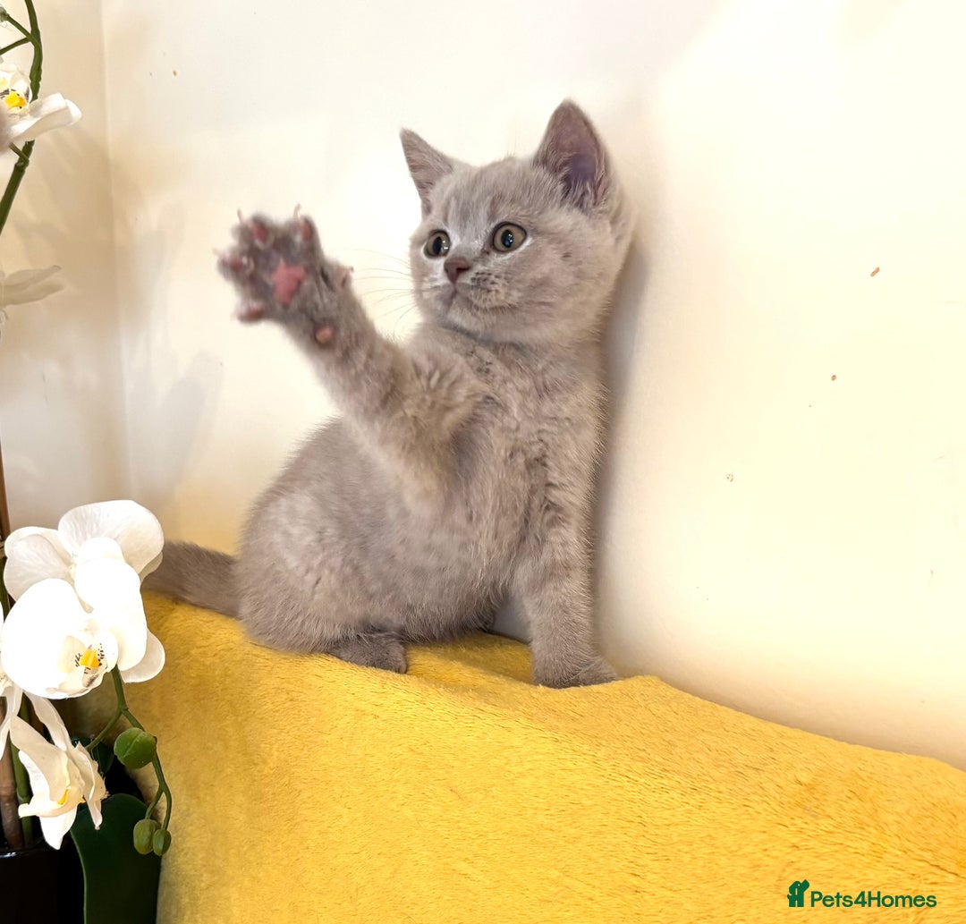 British Shorthair cats for sale: Top quality GCCF kittens  - Image 22
