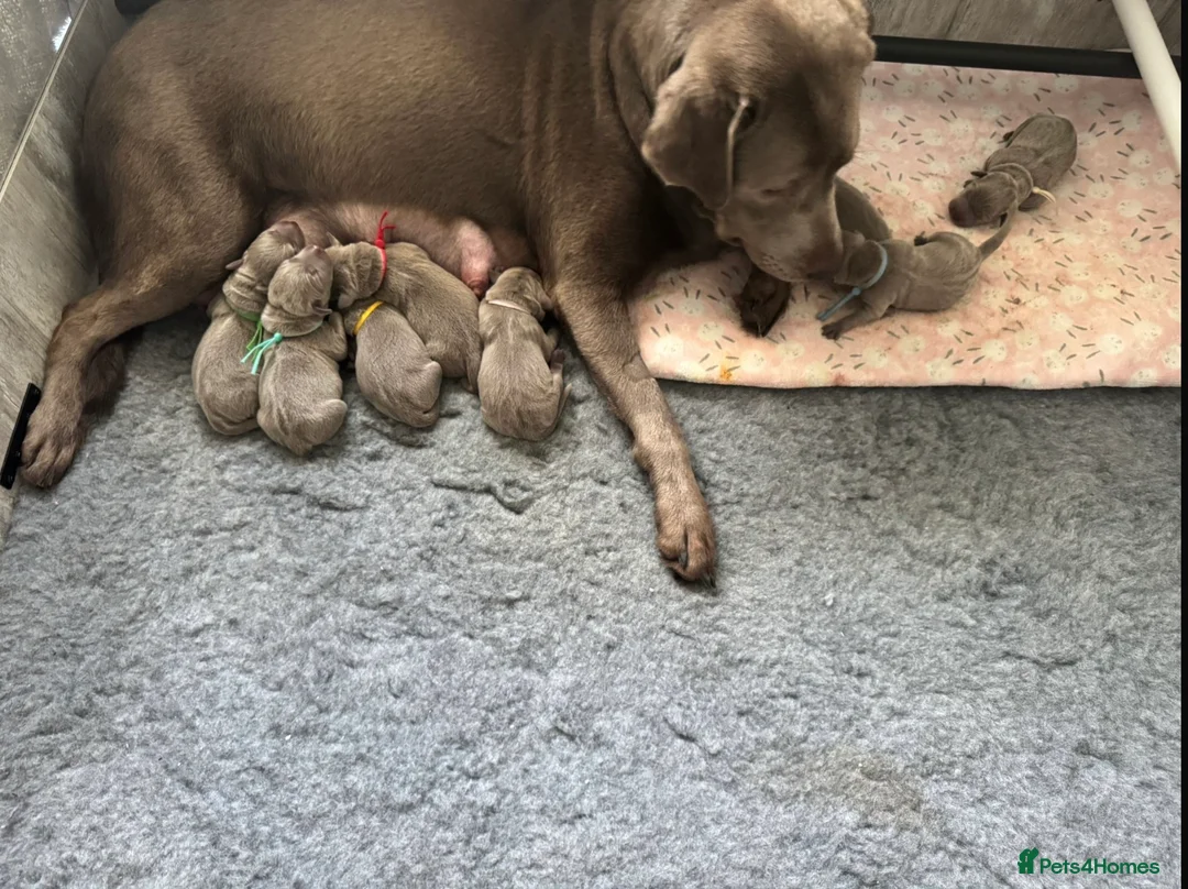 Labrador Retriever dogs for sale: KC silver Labrador (last girl remaining) orange  - Advert 21