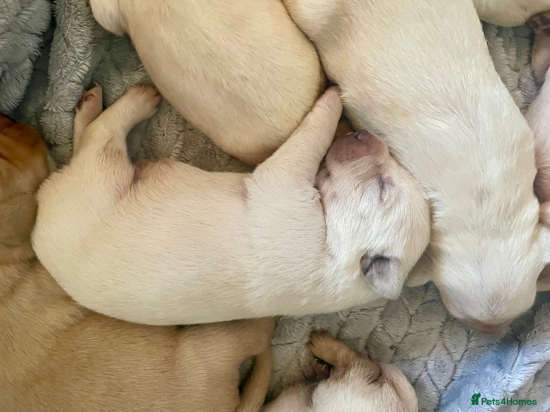 Labrador Retriever dogs for sale: Labrador puppies 5 gen pedigree health tested - Image 12