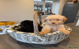 Labrador Retriever dogs for sale: Ready now labradoodles  - Image 4