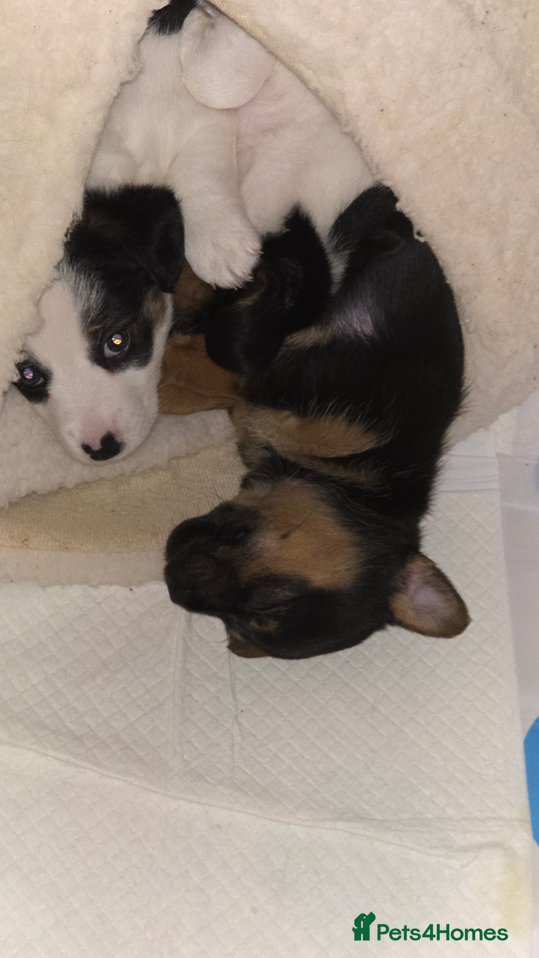 Jack Russell dogs for sale: Jack Russell puppies  - Image 4