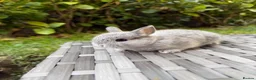 Netherland Dwarf rabbits for sale: Purebred Netherland Dwarf - Advert 8