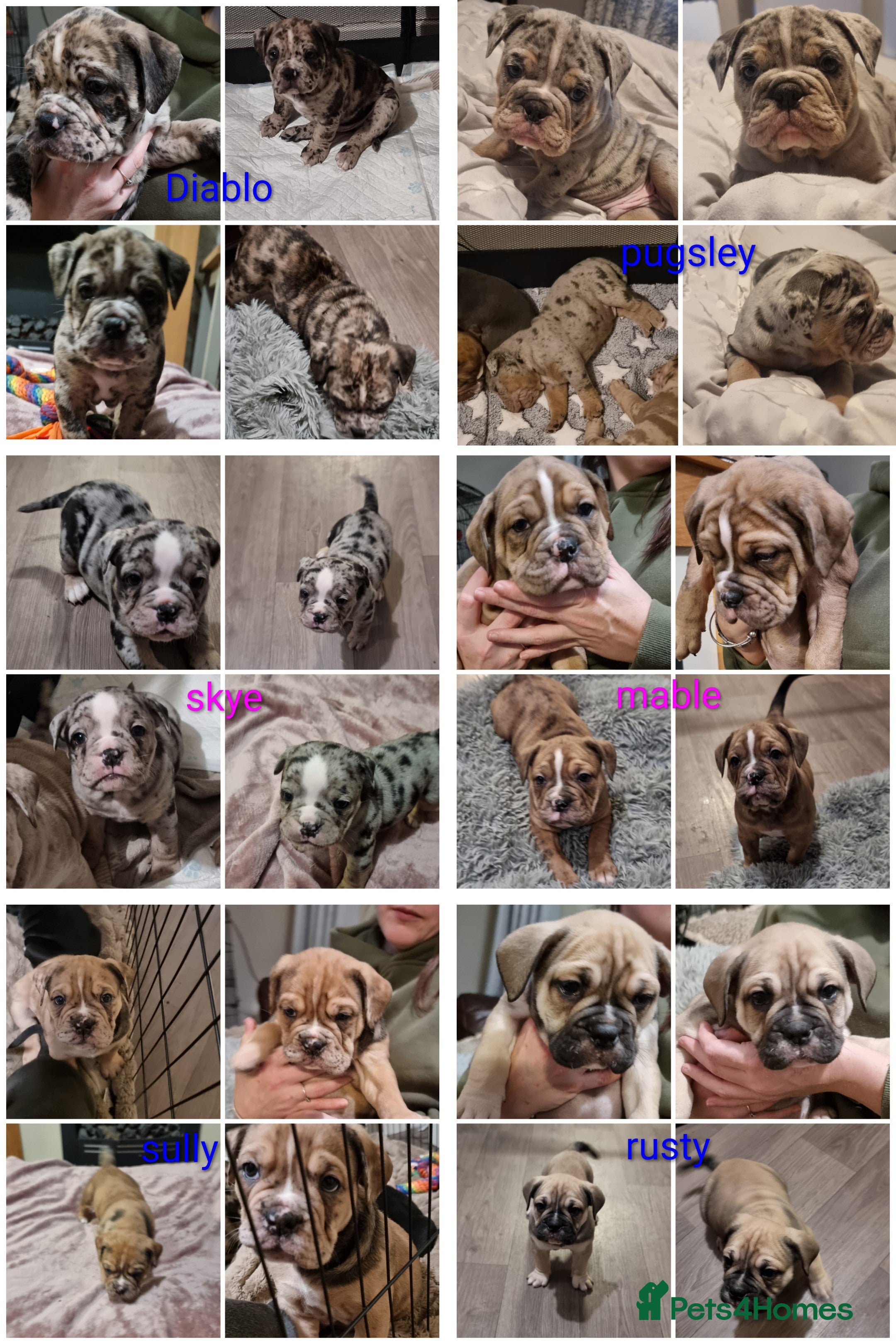 Olde English Bulldogge dogs Olde English bulldogge puppys - Advert 18