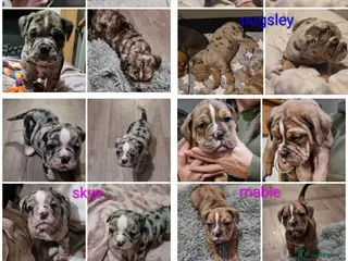 Olde English Bulldogge dogs Olde English bulldogge puppys - Advert 18