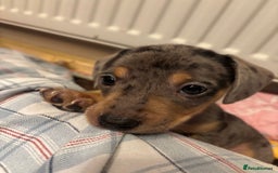 Miniature Dachshund dogs for sale: Miniature Dachshund puppies for sale - Image 7