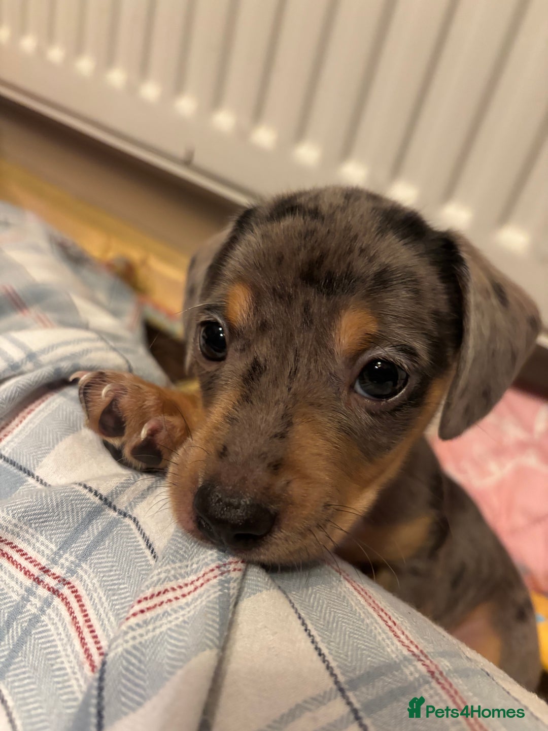 Miniature Dachshund dogs for sale: Miniature Dachshund puppies for sale - Image 7