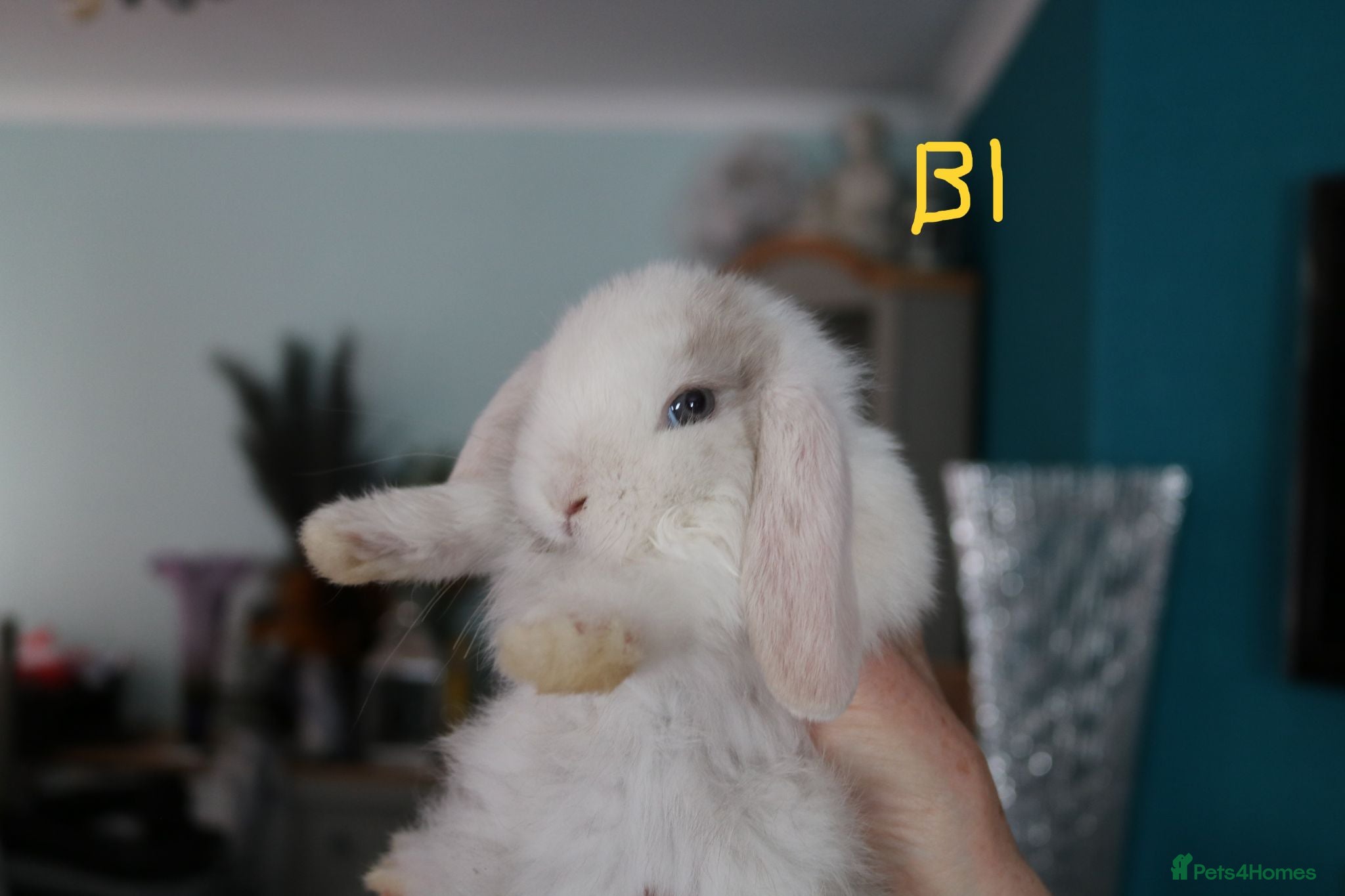 Mini Lop rabbits Mini Lop babies - Bucks - Advert 2