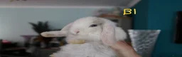 Mini Lop rabbits for sale: Mini Lop babies - Bucks - Advert 2
