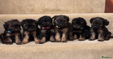 Cavapoo dogs F1A Cavapoos - Advert 2