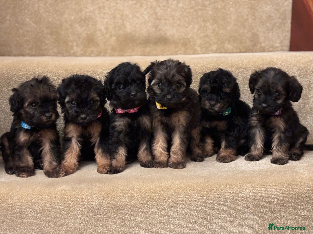 Cavapoo dogs for sale: F1A Cavapoos - Advert 3