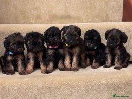 Cavapoo dogs F1A Cavapoos - Advert 1