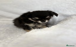 Chihuahua dogs for sale: Champion Line Chihuahua miniature puppies  - Image 22