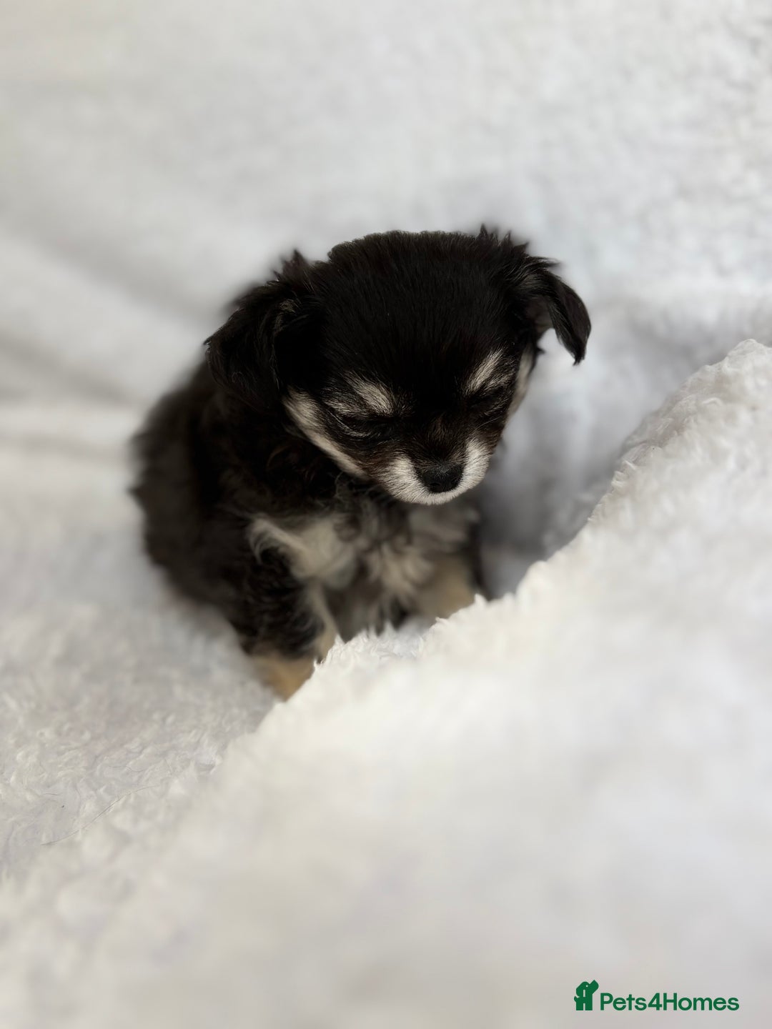 Chihuahua dogs for sale: Champion Line Chihuahua miniature puppies  - Image 22