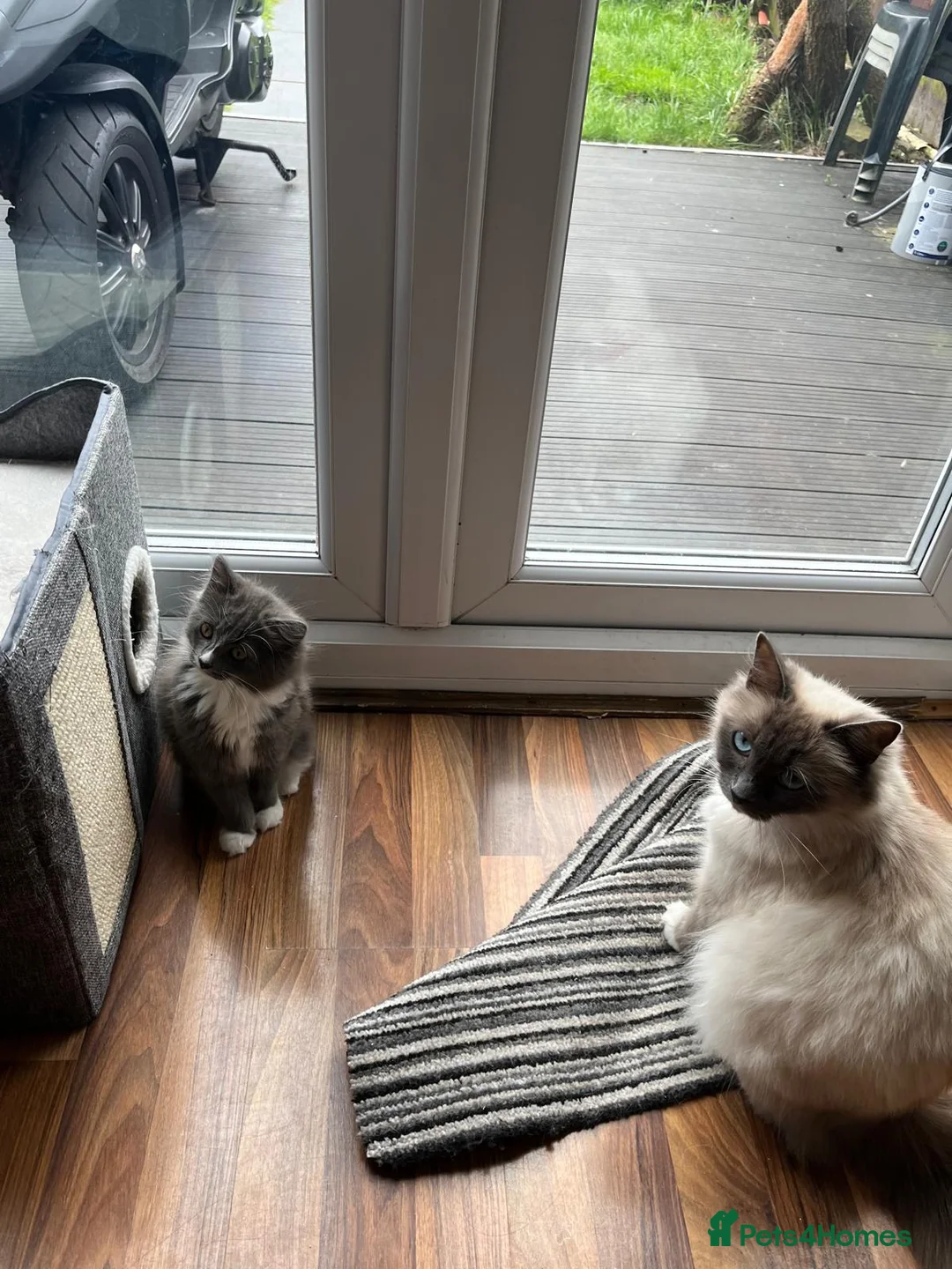 Ragdoll cats for sale: Ragdoll cross female  - Advert 7