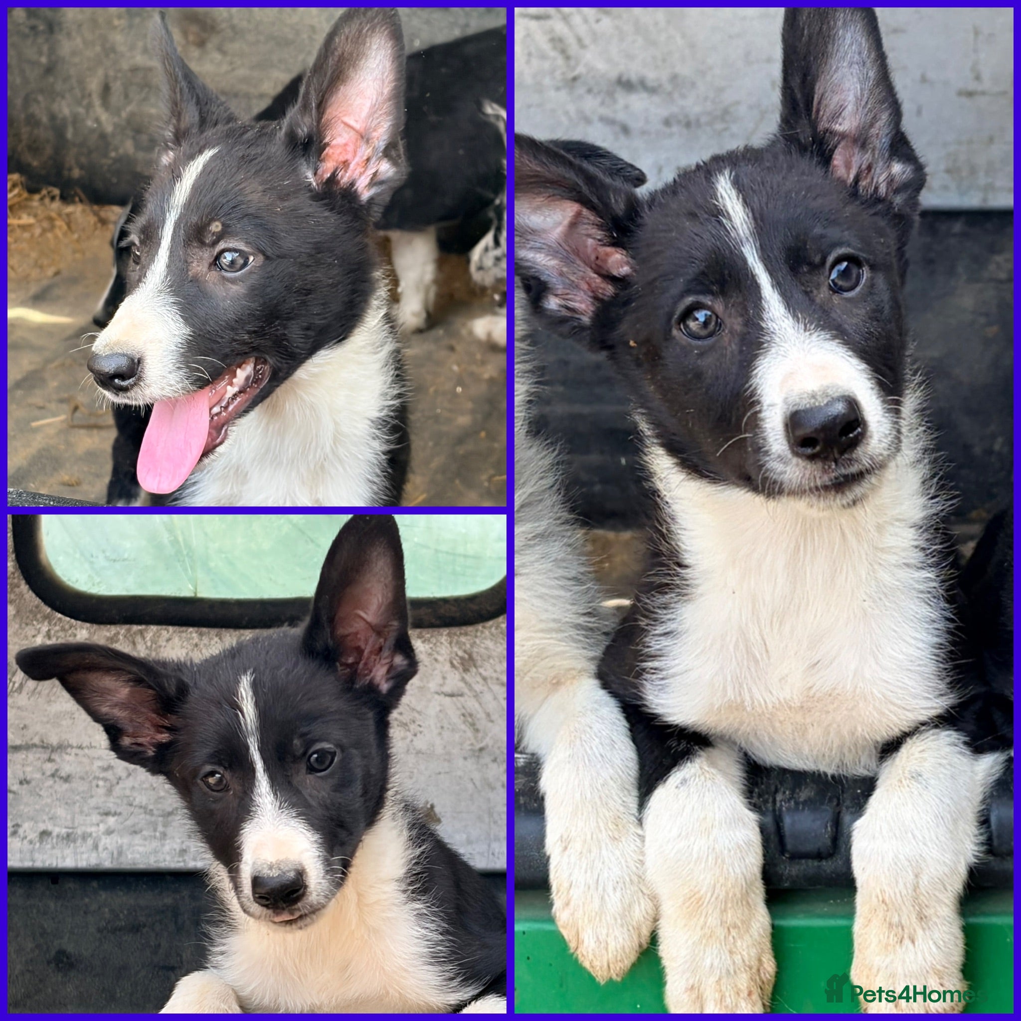 Border Collie dogs Only beautiful border collie male left  - Advert 1