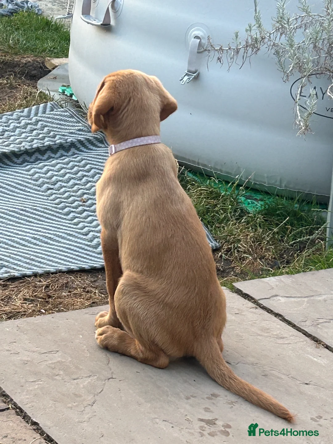 Labradoodle dogs for sale: 5 Month Old Girl Labradoodle for her forever home - Advert 10