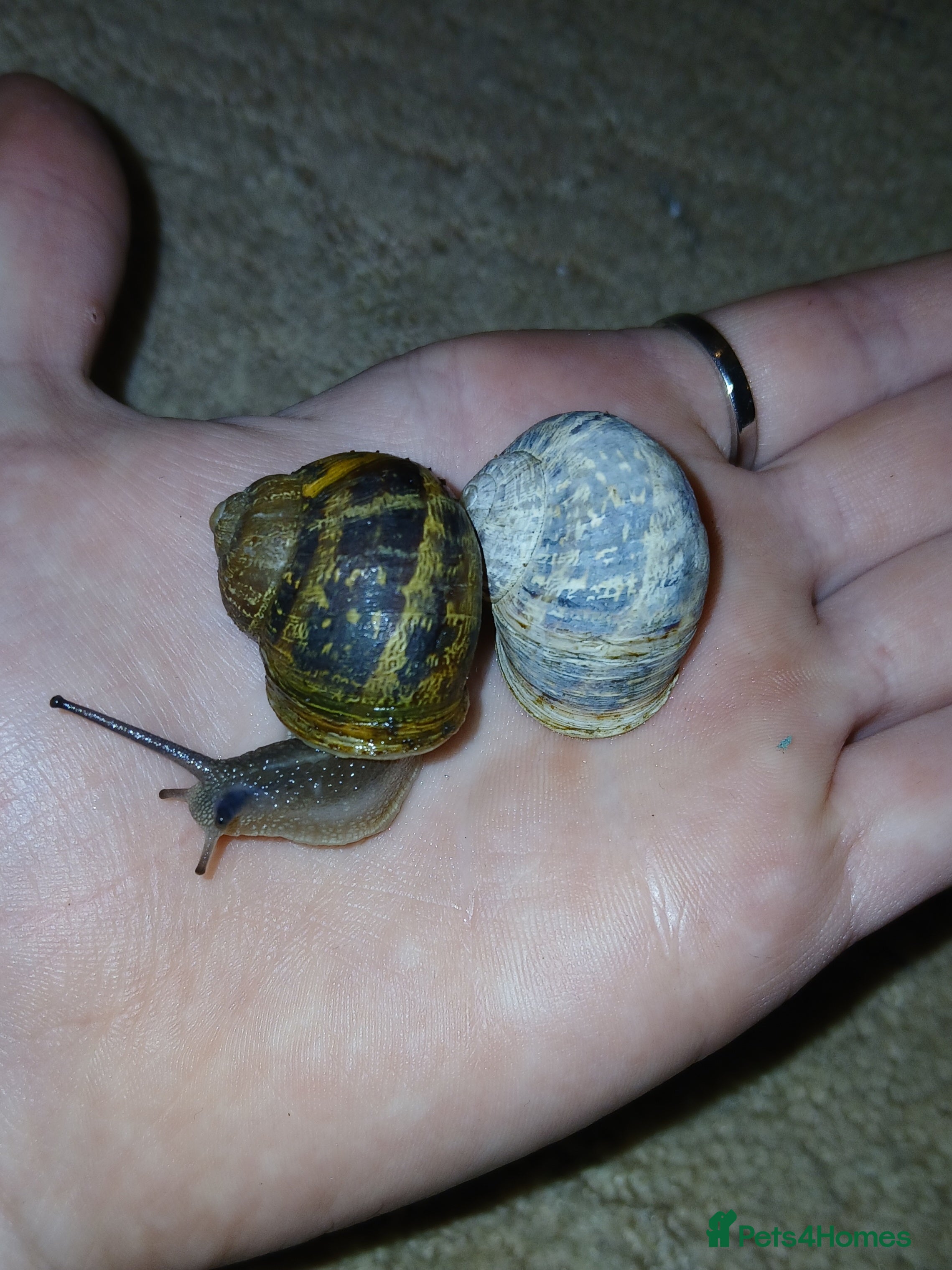 Snails invertebrates Helix aspersas [rare garden snails] - Advert 5
