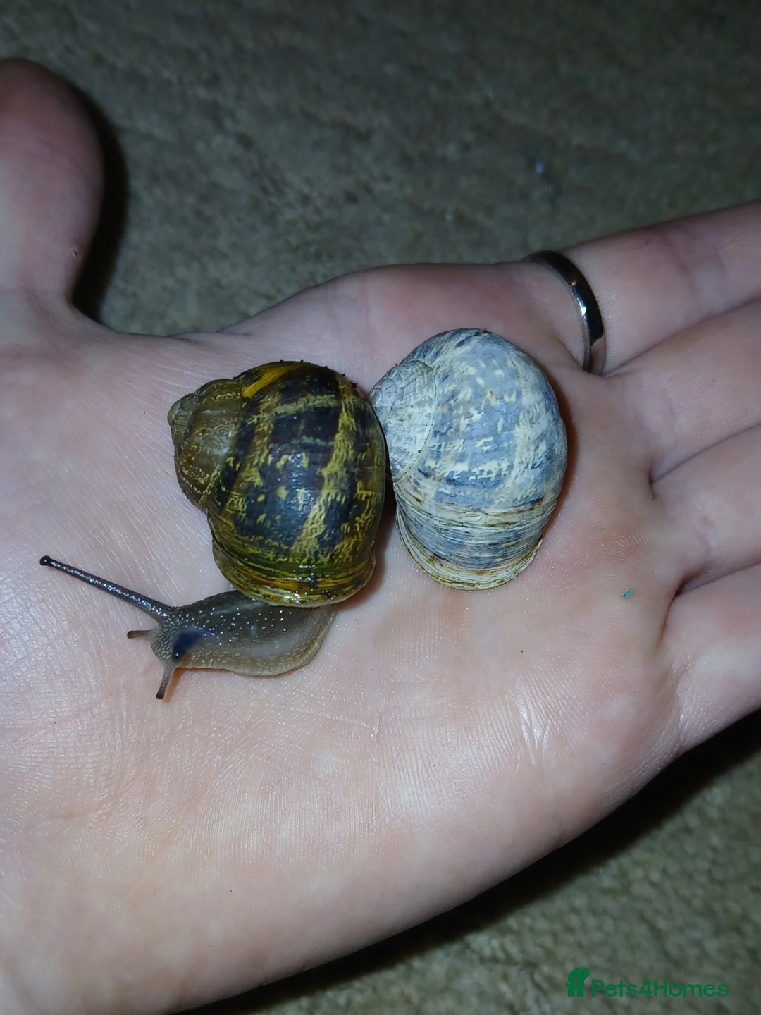 Snails invertebrates for sale: Helix aspersas [rare garden snails] For sale - Advert 1