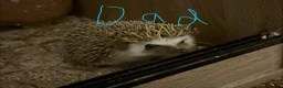 Pygmy Hedgehog rodents for sale: Baby Pygmy Hedgehogs for Sale - Advert 2