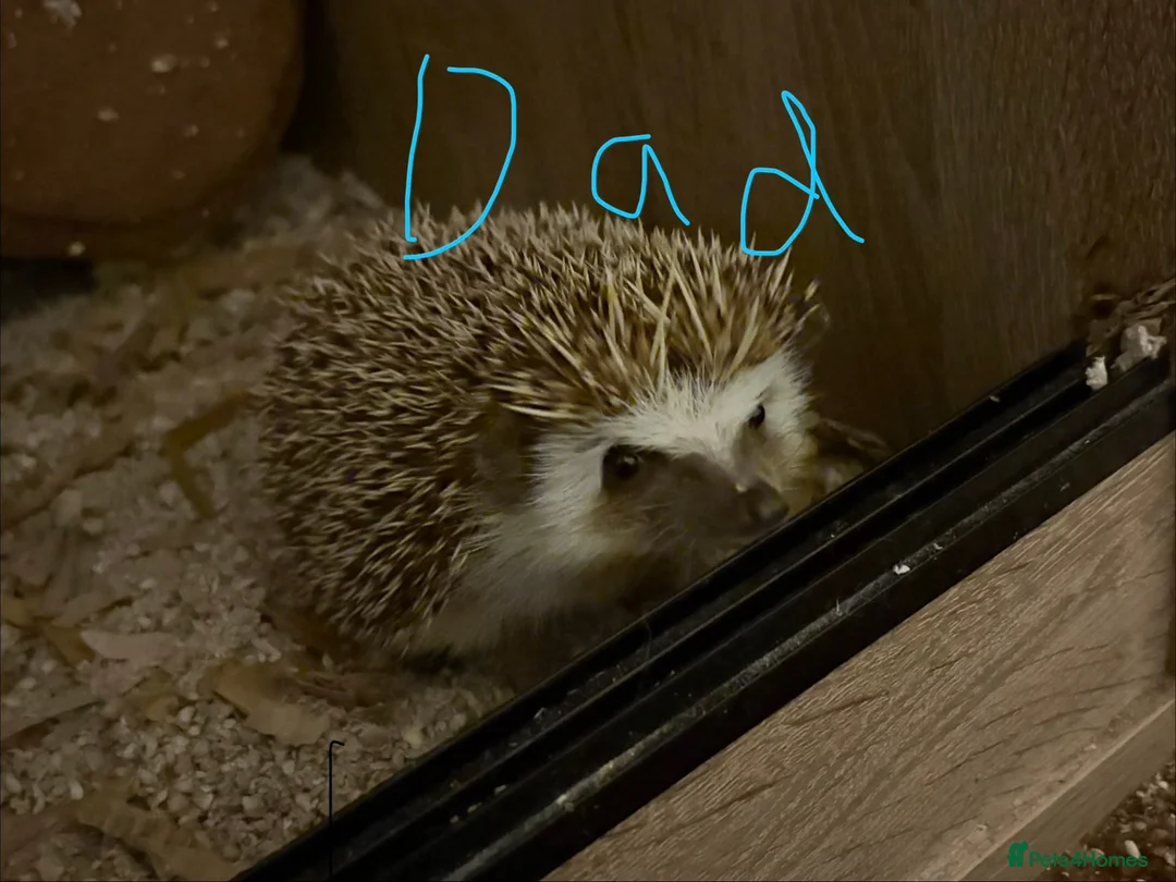 Pygmy Hedgehog rodents for sale: Baby Pygmy Hedgehogs for Sale - Advert 2