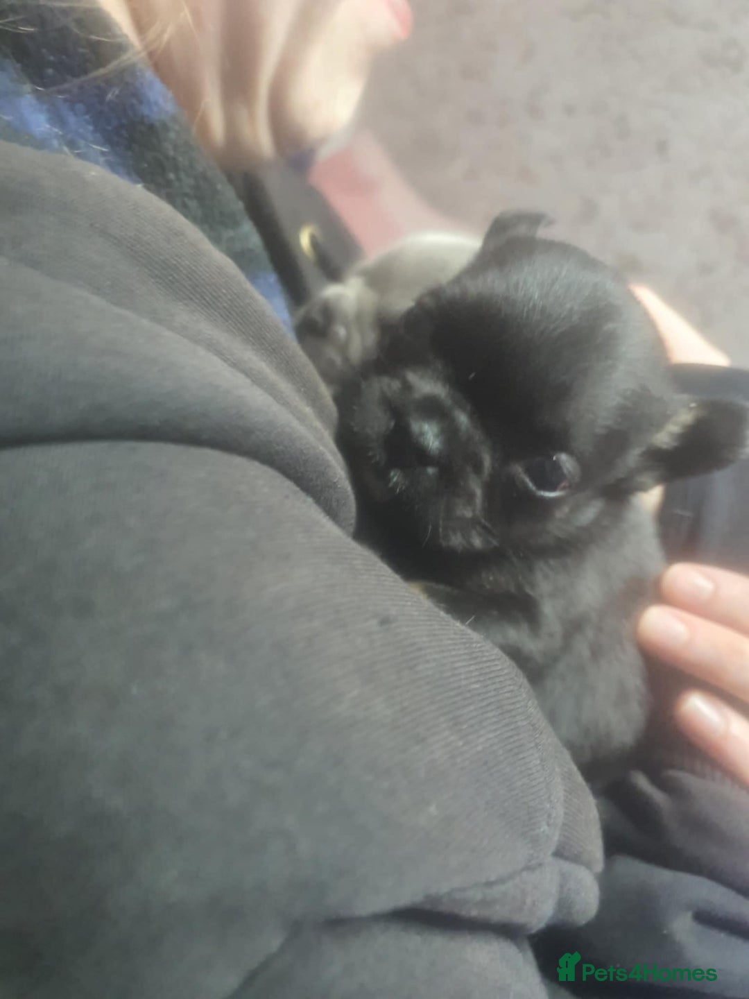 French Bulldog dogs for sale: French bulldog - Advert 2