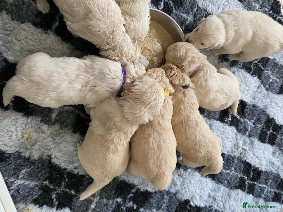 Golden Retriever dogs for sale: Stunning Golden Retrievers KC Reg - Image 6