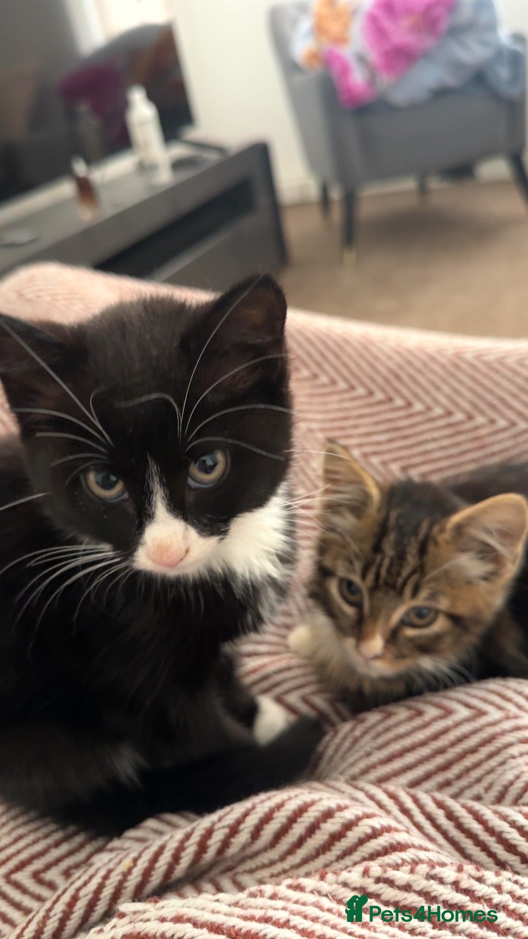 Mixed Breed cats Kitten - Advert 1