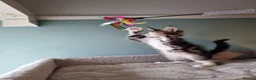 Maine Coon cats for sale: Tica!! Amazing kittens - Advert 9