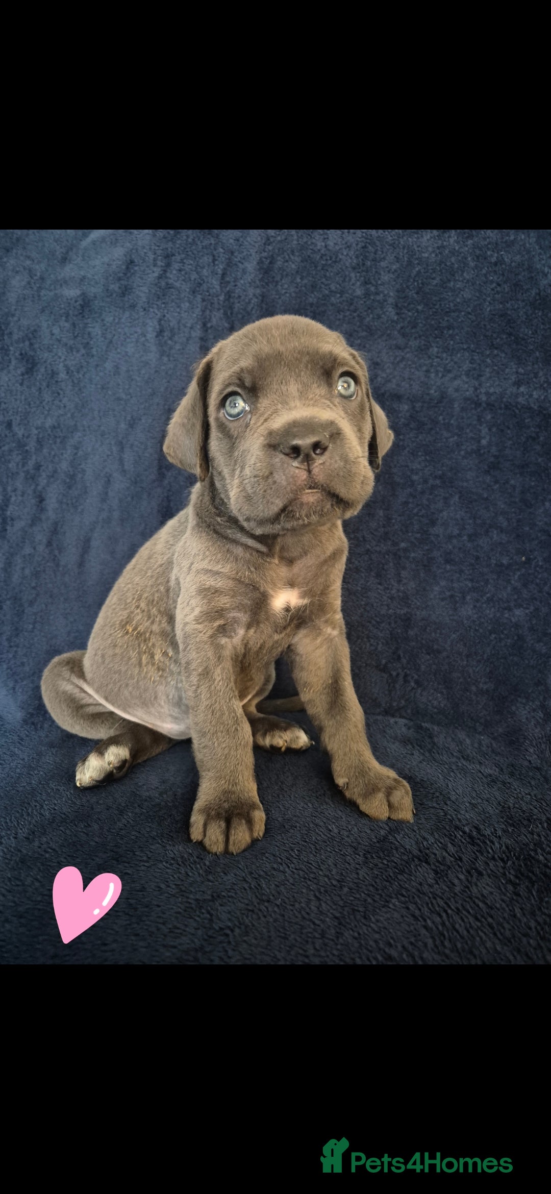 Cane Corso dogs for sale: Beautiful Blue Cane Corso Puppies - Image 27