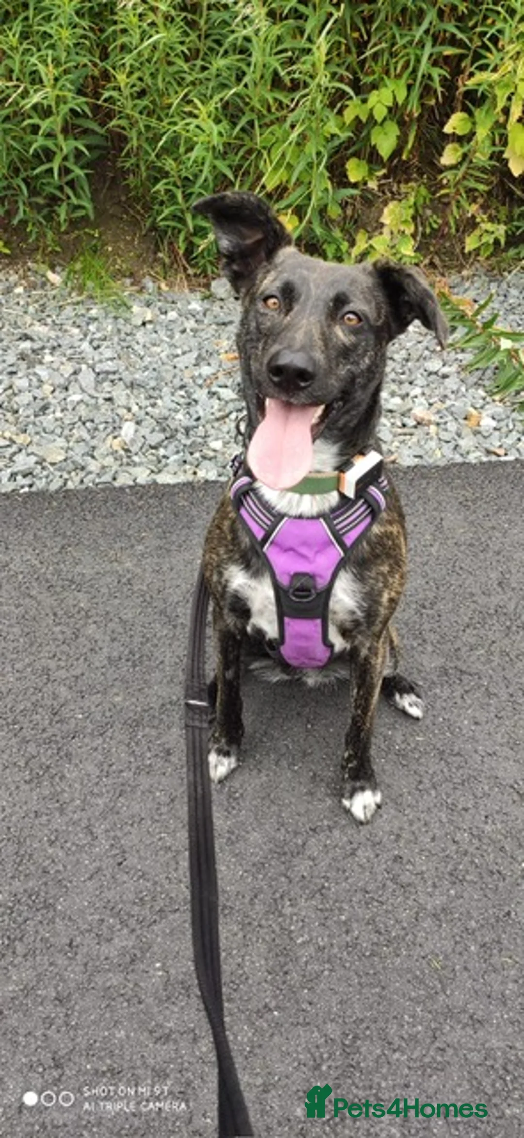 Mixed Breed dogs for adoption: Ember is a 4.5 year old Belgian mali x GSD in Aberdeen - Advert 2