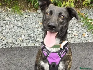 Mixed Breed dogs Ember is a 4.5 year old Belgian mali x GSD - Advert 5