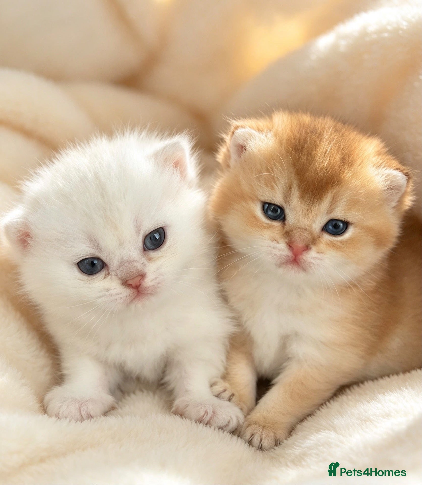 British Shorthair cats stunning Golden & Silver Shaded BSH girls GCCF  - Advert 10