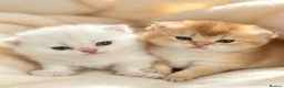 British Shorthair cats for sale: stunning Golden & Silver Shaded BSH girls GCCF  - Advert 1